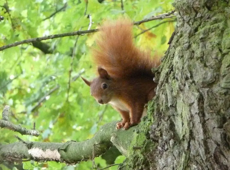 Eichhörnchen sitzt auf einem Ast im Park