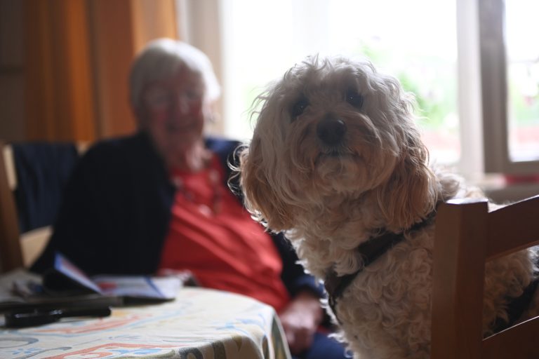 Hund mit Bewohnerin im Hintergrund