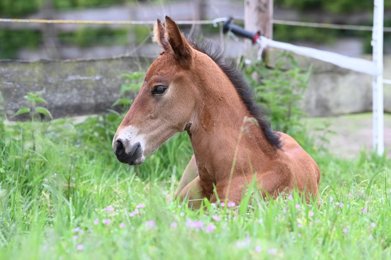 Ein Pony liegt im Gras auf der Weide