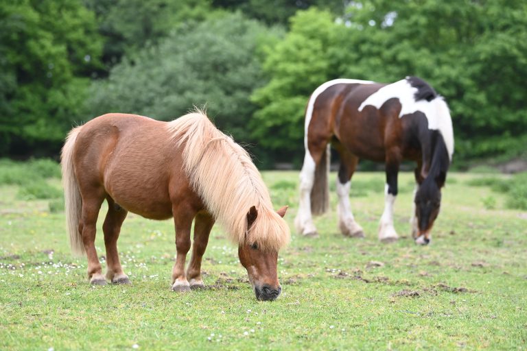 Ein Pferd und ein Pony grasen auf der Wiese