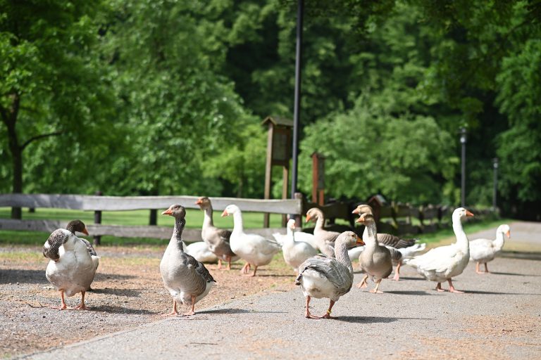 Enten und Gänse spazieren auf dem Gelände