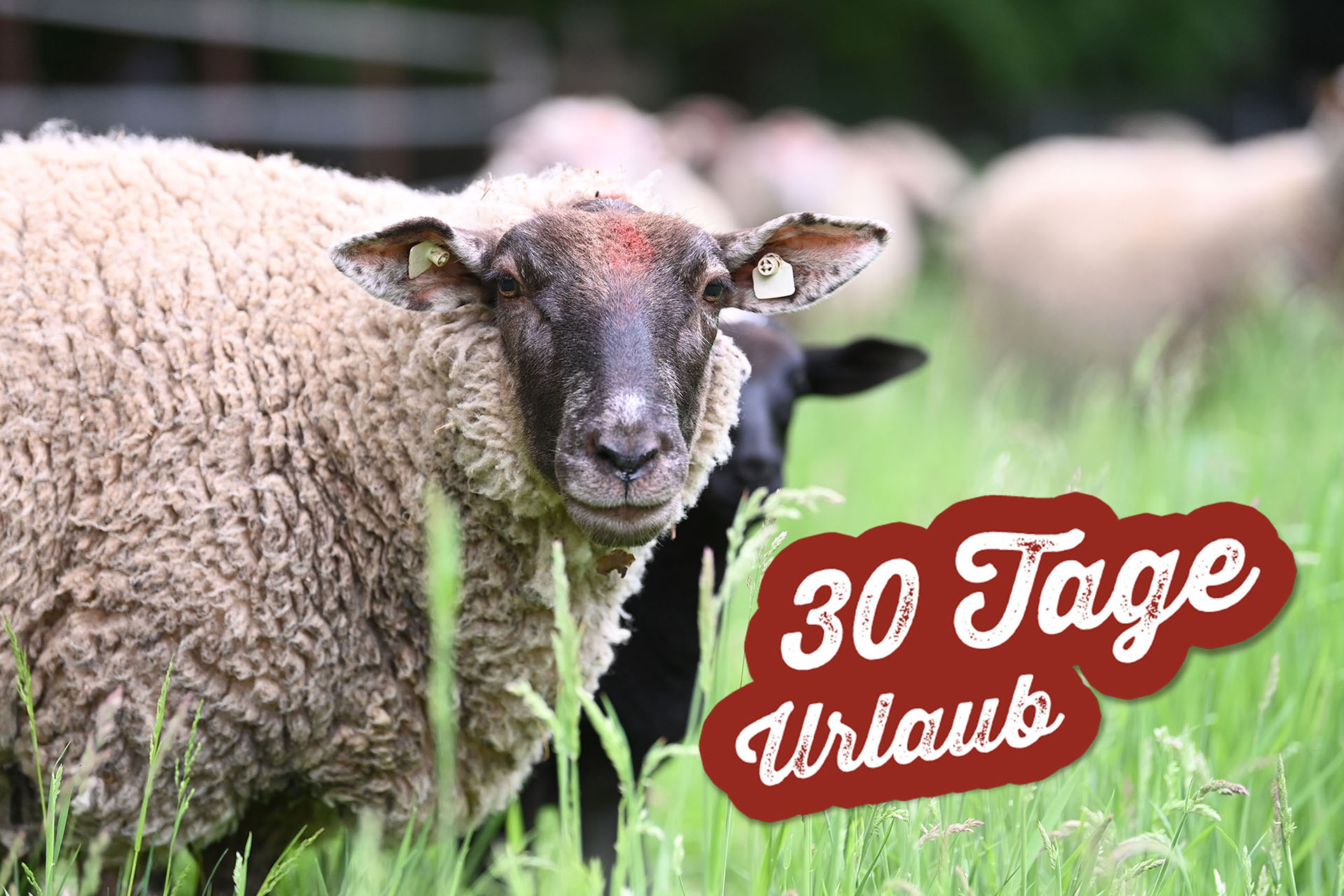 30 Tage Urlaub - Weide mit Schafen